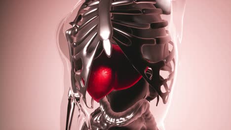 Modelo-De-Hígado-Humano-Con-Todos-Los-órganos-Y-Huesos